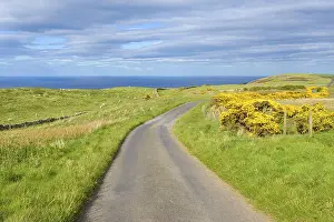 Scottish Landscape Prints: Common gorse with road in spring