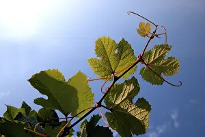 Blue Sky Nature Scene Prints: Common Grape Vine (Vitis vinifera)