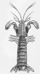 Black And White Wildlife Prints: Common grasshopper, Squilla mantis