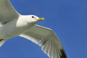 Wading Birds In Action Prints: Common gull