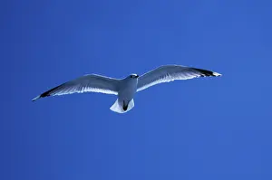 Seagull Figure Prints: Common Gull (Larus canus)