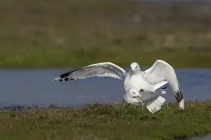 Charadriiformes Bird Species Prints: Common gulls (Larus canus) during copulation