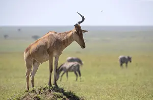 Tanzania Wildlife Refuge Prints: Common hartebeest (Alcelaphus)