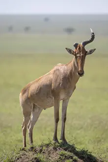 Prints of Common hartebeest (Alcelaphus), Hartebeest, Serengeti National Park, Tanzania Heritage Site Prints: Common Hartebeest Print, Serengeti National Park, Tanzania