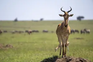 Natural Preserve Conservation Area Prints: Common hartebeest (Alcelaphus)
