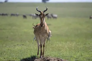 UNESCO World Heritage Site Africa Prints: Common hartebeest (Alcelaphus)