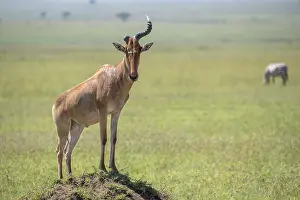 UNESCO World Heritage Site Africa Prints: Common hartebeest (Alcelaphus)