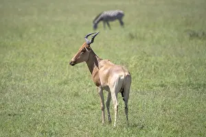 African Wildlife Refuge Prints: Common hartebeest (Alcelaphus)