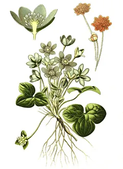 Common Hepatica Prints: Common Hepatica (Anemone Hepatica)