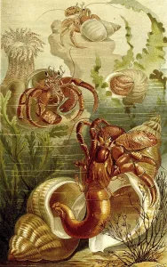 Wildlife Animal Drawing Prints: Common hermit crab (Eupagurus bernhardus) Syn