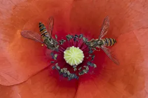 Common Hoverfly Prints: Common hoverfly (Eupeodes corollae) two adult insects feeding on a garden red Common field poppy flower in summer
