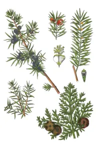 Common Juniper Prints: Common juniper also heath juniper