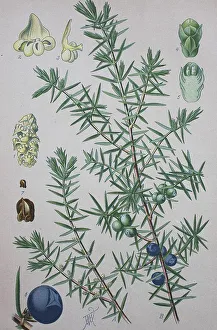 Framed Print : Common juniper Print, 1885 watercolor illustration Framed Print : Common juniper Print, 1885 watercolor illustration
