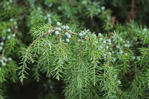 Nature Conservation Areas Prints: Common juniper (Juniperus communis)
