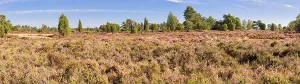 Luneburg Heath Germany Prints: Common juniper (Juniperus communis)