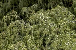 Common Juniper Prints: Common juniper (Juniperus communis)