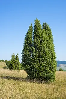 Rhön Biosphere Reserve Germany Prints: Common juniper (Juniperus communis)