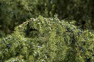 Common Juniper Prints: Common juniper (Juniperus communis)