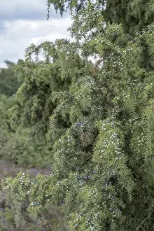 Common Juniper Berries Prints: Common juniper (Juniperus communis)
