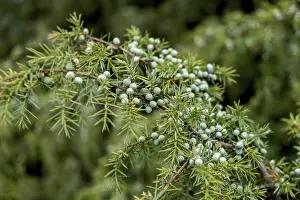 Common Juniper Prints: Common juniper (Juniperus communis)