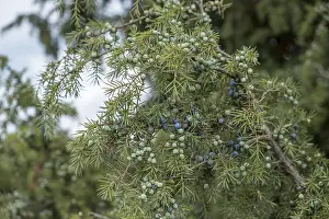 European Natural Reserves Prints: Common juniper (Juniperus communis)