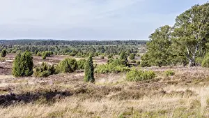 Luneburg Heath Germany Prints: Common juniper (Juniperus communis)