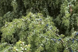 Coniferous Tree Species Prints: Common juniper (Juniperus communis)