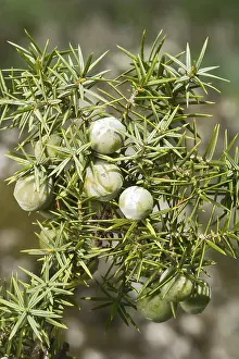 Coniferous Tree Prints: Common juniper (Juniperus communis)