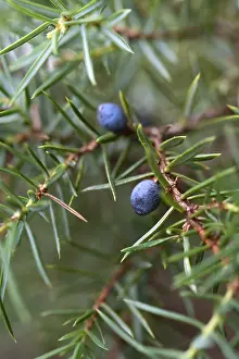 Common Juniper Prints: Common juniper (Juniperus communis)
