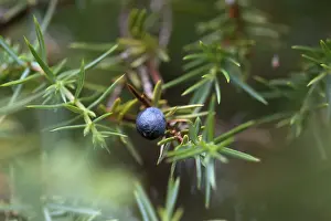 Lower Saxony Nature Reserve Prints: Common juniper (Juniperus communis)