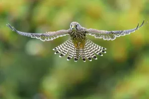 Lower Saxony Prints: Common Kestrel in Flight Print, Germany