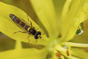Images Dated 23rd May 2024: Sphaerophoria scripta Print