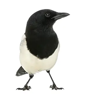European Magpie Prints: Common Magpie facing, looking away