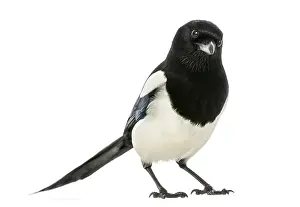 Wild Animal Studio Shot Prints: Common Magpie looking at the camera