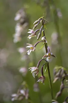 Orchidaceae Family Prints: Common marsh root, epipactis palustris