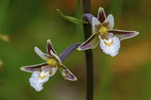 Orchidaceae Family Prints: Common marsh root, epipactis palustris