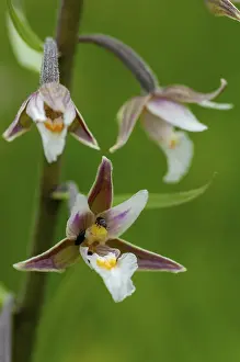 Orchidaceae Family Prints: Common marsh root, epipactis palustris