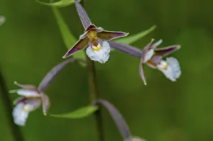 Orchidaceae Family Prints: Common marsh root, epipactis palustris