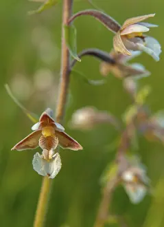 Orchidaceae Family Prints: Common marsh root, epipactis palustris