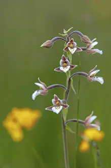 Common Marsh Root Prints: Common marsh root, epipactis palustris