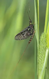 Flying Insect Stock Photos Prints: Common mayfly, ephemera vulgate