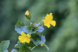 Mimulus Guttatus Prints: Common monkey-flower (Mimulus guttatus)