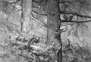 Historic Wildlife Images Prints: Common pheasant (Phasianus colchicus)