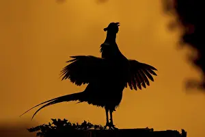 Morning Light Wildlife Prints: Common pheasant (Phasianus colchicus)