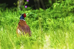 Prints of Common pheasant, Phasianus colchicus, Bempton Cliffs, Yorkshire, England, United Kingdom Common Pheasant Prints: Common Pheasant Print, Bempton Cliffs, Yorkshire