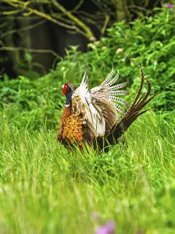 British Bird Photography Prints: Common pheasant, Phasianus colchicus