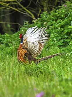 British Gamebirds Prints: Common pheasant, Phasianus colchicus