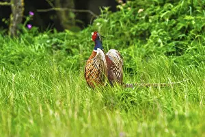 British Gamebirds Prints: Common pheasant, Phasianus colchicus