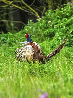 Northern Europe Nature Prints: Common pheasant, Phasianus colchicus