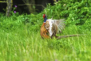 British Countryside Scenery Prints: Common pheasant, Phasianus colchicus